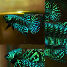 Betta fish can grow to recognize their owners. Franksbettas On Instagram Emerald Beauty Betta Bettas Bettafish Bettatank Bettasorority Bettasplendens Betta Fish Cool Fish Freshwater Aquarium Fish