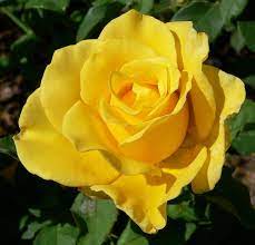 Si Estas Buscando Una Rosa De Patio En Color Amarillo Te Sugiero La Rosa Marbella Una Rosa De Color Amarillo Muy Resi Hybrid Tea Roses Tea Roses Yellow Roses