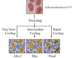 Cryopreservation in animal cell culture biology discussion. Cryopreservation Of Adherent Cells On A Fixed Substrate Intechopen