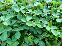 Image result for Desmodium