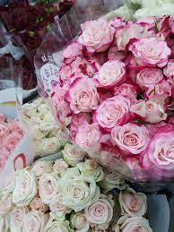 Pastel Roses Rose Pastel Roses Flowers