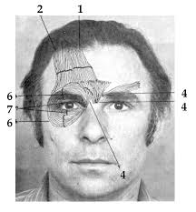 The Facial Action Coding System decomposes facial motion into component... 