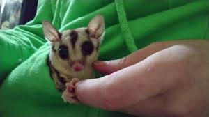 Sugar Glider Caramel Glider Doesn T Like Chin Rubs Youtube