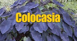 Colocasia grow very well as a pond marginal, and when grown in containers, the pots can be submerged slightly during the summer months. Elephant Ear Plant How To Care For Colocasia Esculenta