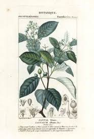 Image result for Agelaea pentagyna