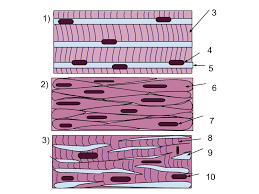 It is the pen diagram of skeletal, smooth and cardiac muscle for class 10, 11 and 12. Muscle Tissue Wikipedia