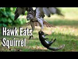 Red Tail Hawk Eats Squirrel - YouTube