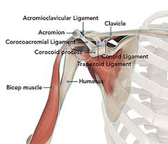 Shoulder anatomy is an elegant piece of machinery having the greatest range of motion of any joint in the body. Shoulder Surgery Huntsville Shoulder Joint Pain Rotator Cuff Tendonitis Madison