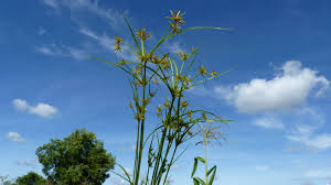 Image result for Cyperus amabilis