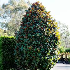 Magnolia grandiflora 'southern charm' plant patent #13,049. Magnolia Grandiflora Teddy Bear Pbr Warners Nurseries