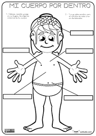 Dibujos para colorear de partes del cuerpo humano guía infantil. Organos Internos Actiludis