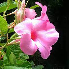 Maybe you would like to learn more about one of these? Alice Dupont Mandevilla Plants For Sale Free Shipping