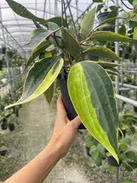 Image result for Carvalhoa macrophylla