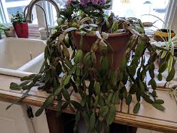 When they bloom, they produce colorful, tubular flowers in pink or lilac colors. Help Needed With My Easter Cactus My Mother Left Me Thus Plant Less Than A Year Ago Now They Look So Sad Succulents