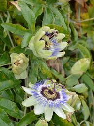 Image result for Passifloraceae