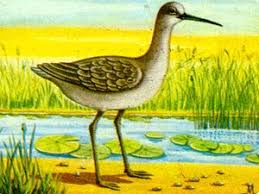 Chichicuilote Animales En Peligro De Extincion La palabra chichicuilote (pajarito gris con un pico largo y delgado) viene del nahuatl tzitzicuiltic, compuesto con tzi = delgado (dos veces) y huilotl = paloma. chichicuilote animales en peligro de