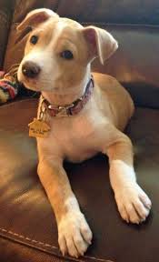 Oggi sembra essere il momento d'oro del jack russell, del bassotto e del. Zelda La Raza Mestiza Lab Mix Puppies Cute Dogs Pitbull Terrier