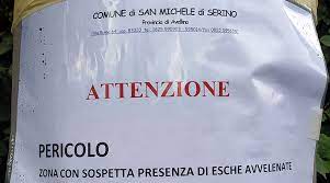 Check spelling or type a new query. Strage Di Cuccioli Di Cane A San Michele Di Serino Appello Al Comune Nuova Irpinia