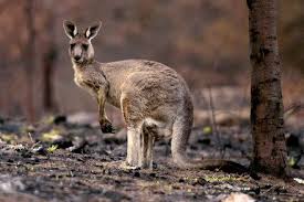 How Many Animals Have Died In Australias Wildfires In 2020 Australia Animals Animals Australian Animals