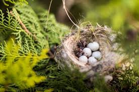 Nurbanu Colak Adli Kullanicinin Birdhouse Panosundaki Pin Kus Yuvalari Resim Doga