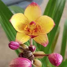 Spathoglottis Yellow Red Lip Orchids Orchid Plants Orchid Varieties