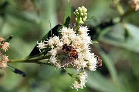 Image result for Boscia salicifolia