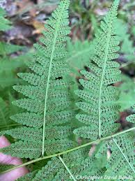 Image result for Macrothelypteris