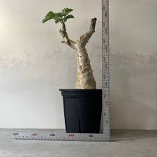 Image result for Cyphostemma stenolobum