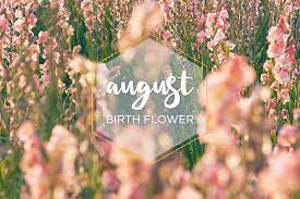 Its sweet fragrance and timeless beauty heralds the advent of summer like no other bloom. August Birth Flower Gladiolus Ftd Com