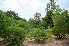 See more of planter un arbre on facebook. Vos Arbres Au Senegal