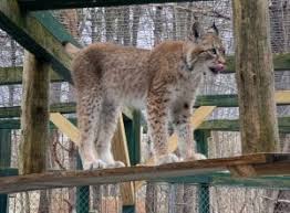 The bobcat is a close relative of the somewhat larger canada lynx. Evolution Of The Canadian Lynx And The American Bobcat The Adirondack Almanack