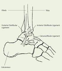 There is damage to a more extensive number of collagen fibres. Ankle Injury Sports Medicine Australia