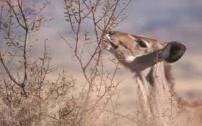 Image result for Ozoroa okavangensis