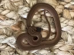 Countless numbers.are killed in virginia each year because they are considered poisonous when, in fact, most are actually harmless. Dekay S Brownsnake Florida Snake Id Guide
