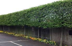 Pleaching is incorporated within the french espalier 4 system of orcharding. Pleached Tree Care Our Guide To How To Plant Pleached Trees Uk