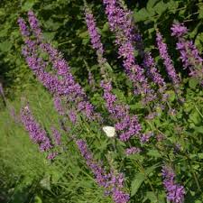 Image result for Salacia luebbertii