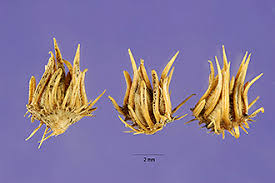 Image result for Cenchrus biflorus