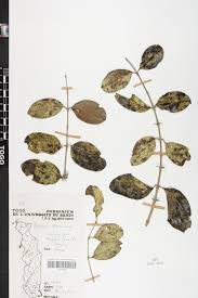 Image result for Rourea thomsonii