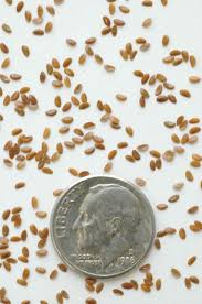 Image result for Limeum sulcatum