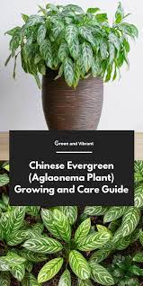 Pin On Best Of Green And Vibrant