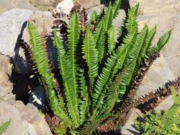 Image result for Lonchitis