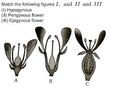 Maybe you would like to learn more about one of these? Based On The Position Of Floral Parts On Thalamus The Flowers Are Described As Hypogynous Perigynous And Epigynous Which Of The Following Floral Forms A D Represents The Flowers Of Rosa And Prunus