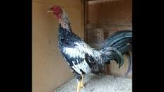 Resultado de imagen para alos cuantos meses pelear un gallo