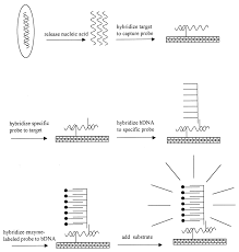 Molecular Detection Of Antimicrobial Resistance Clinical Microbiology Reviews