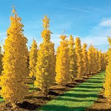 Check spelling or type a new query. Goldspire Ginkgo Ginkgo Tree Columnar Trees Garden Trees