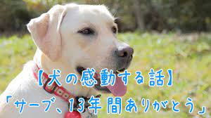 1分涙腺崩壊 サーブ 13年間ありがとう 犬の感動する話 ラブラドールレトリバー 犬 涙腺