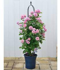 つるバラの誘引を計画しましょう その3 つる バラ バラ 薔薇 庭