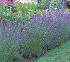 Lavender Grosso Lavandula X Intermedia Grosso Lavender Plant White Flower Farm Lavandula