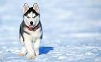 Siberian Husky Puppies for Sale - PuppyFind