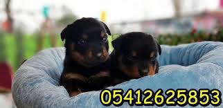 Rottweiler Yavru Ilanlari Rottweiler